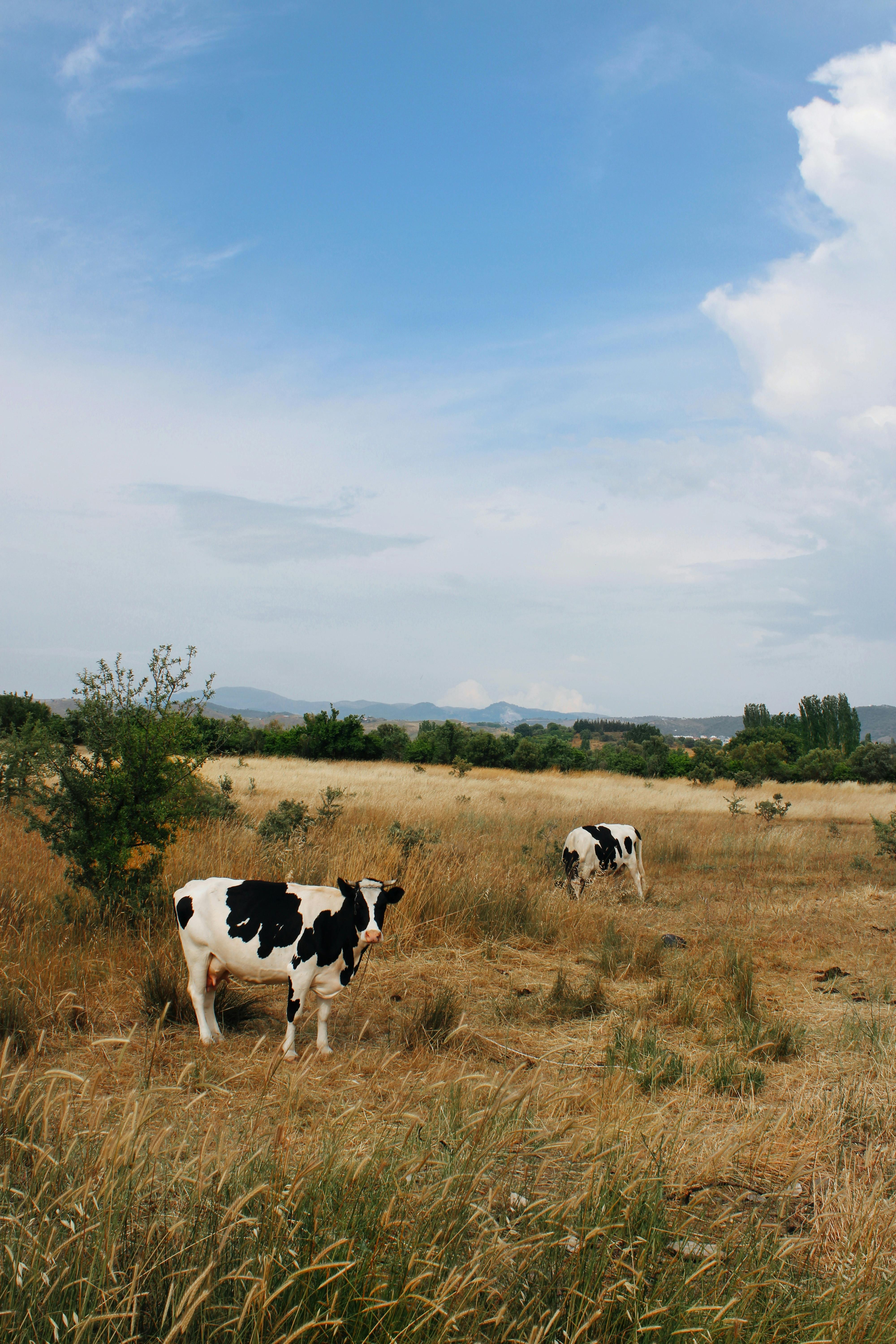 Best 5 Hills Science Diet Options for Your Pets in 2025