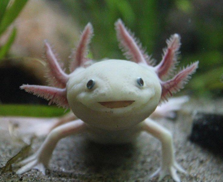 Healthy Axolotl Diet