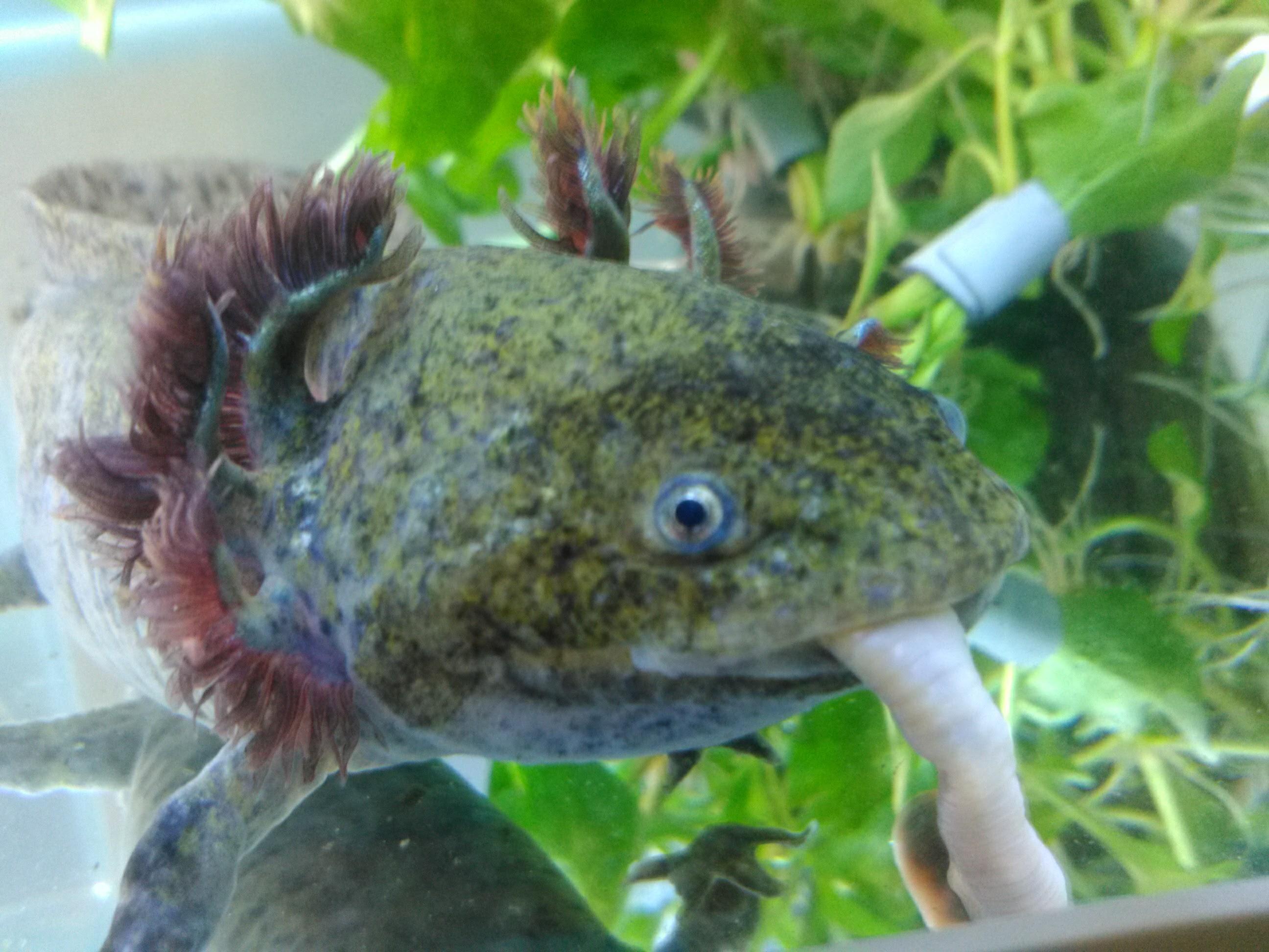 Axolotls Feeding