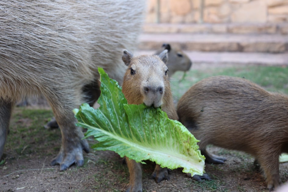 Capybara Diet