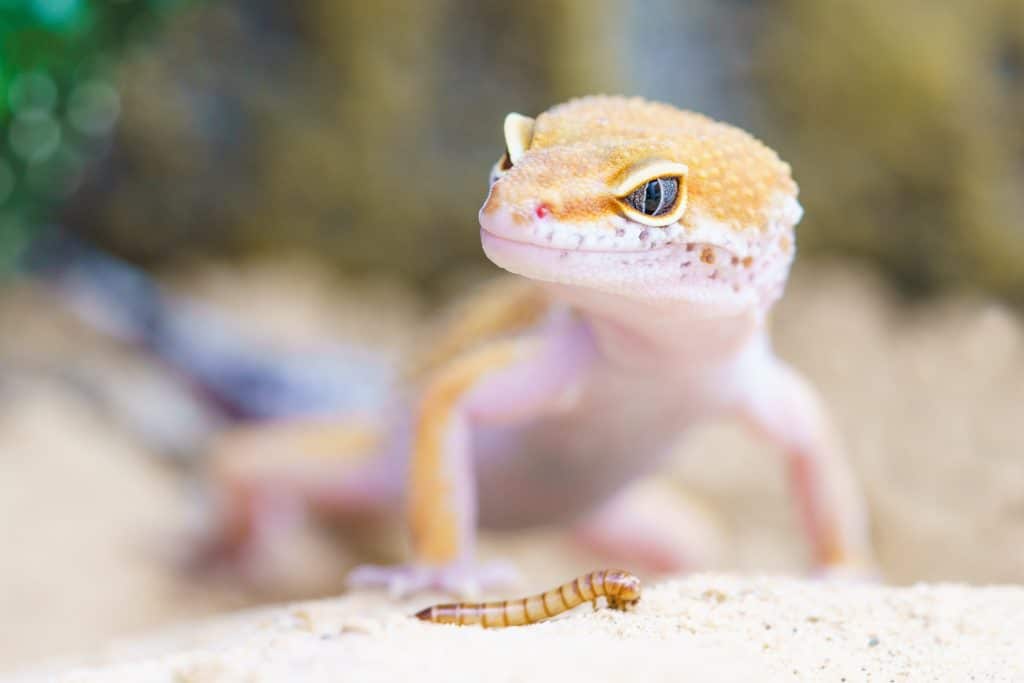 Leopard Gecko Diet