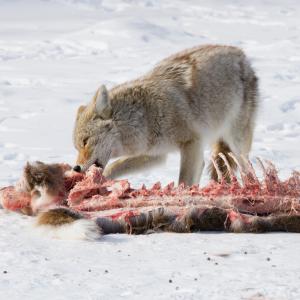 Coyote Diet Overview