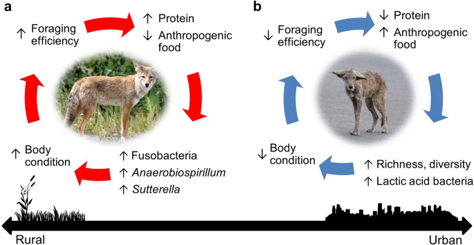 Understanding Coyote Feeding Behavior