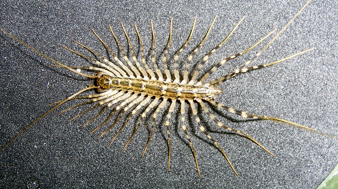 House Centipede Feeding Habits