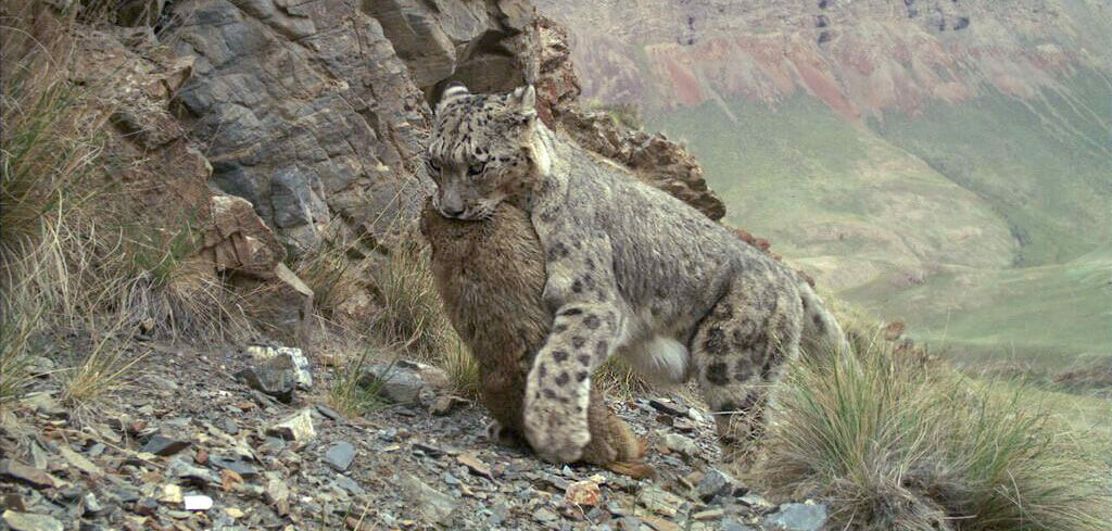 Snow Leopard Diet