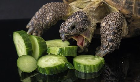 Healthy Tortoise Diet