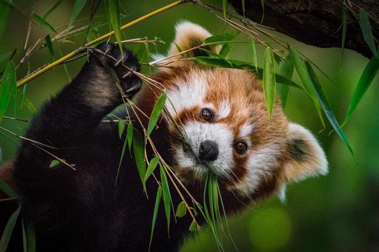 Red Panda Eating Bamboo