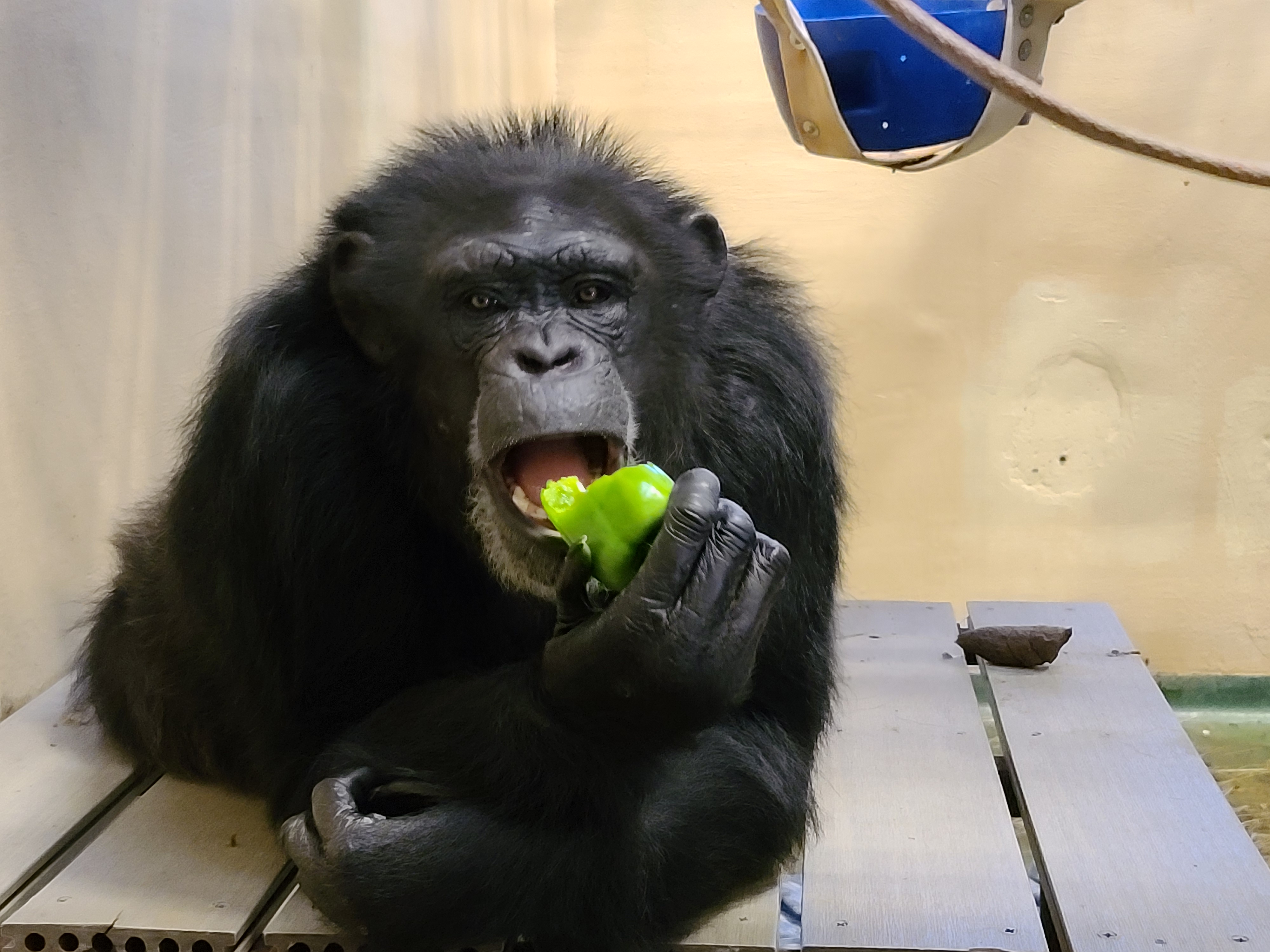 Chimpanzee Diet