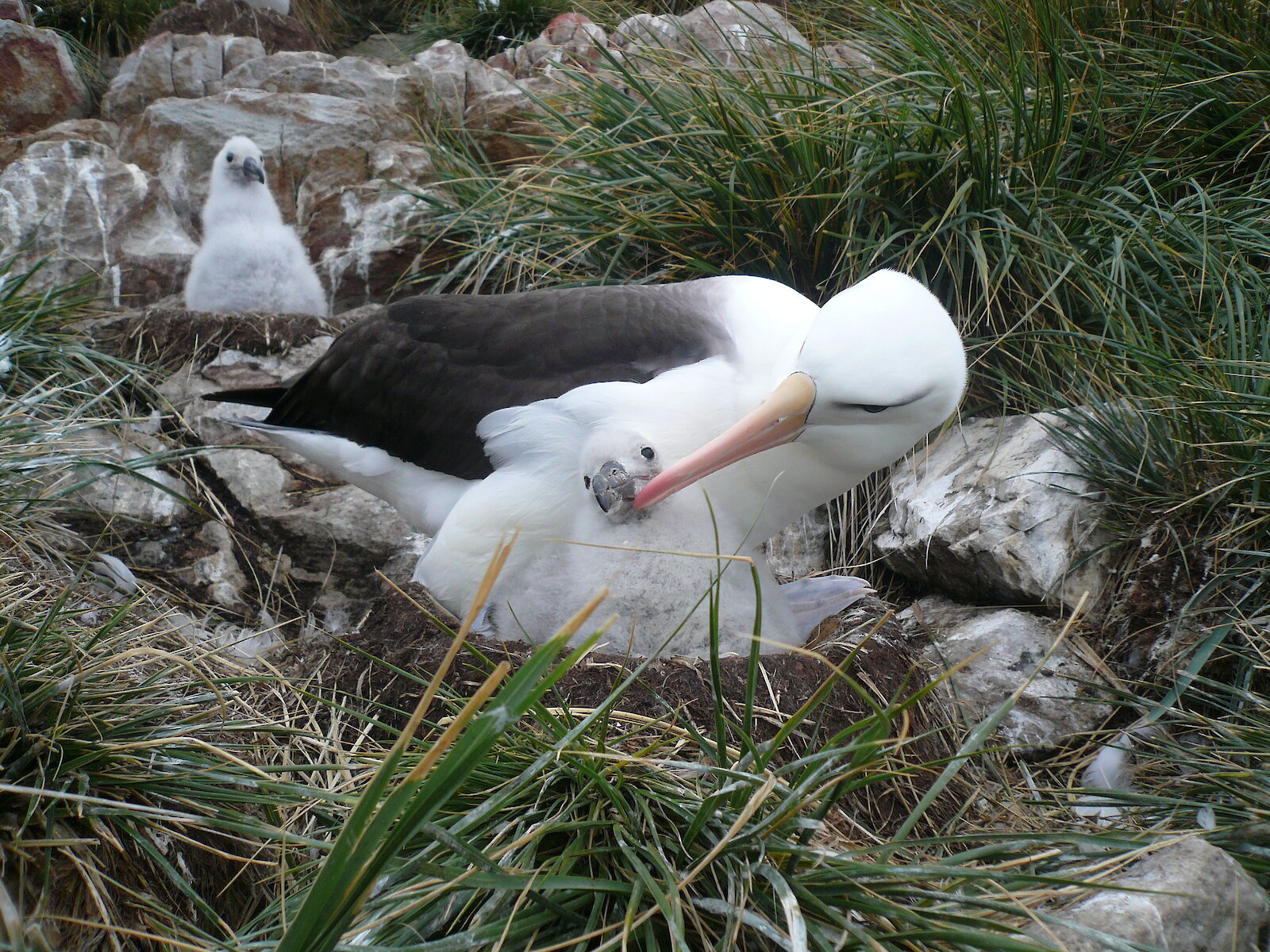 Albatross Feeding Habits