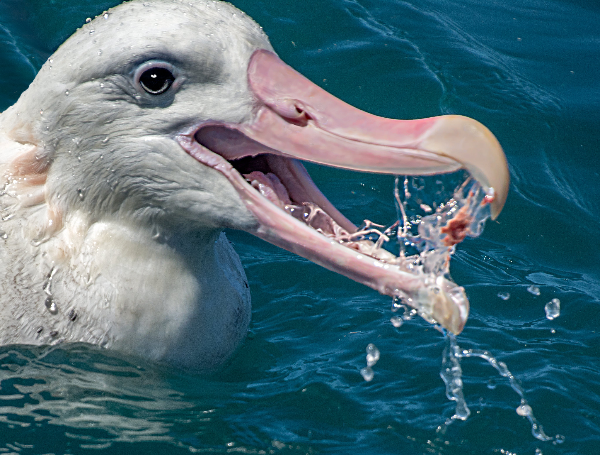 Albatross Diet in Natural Habitat