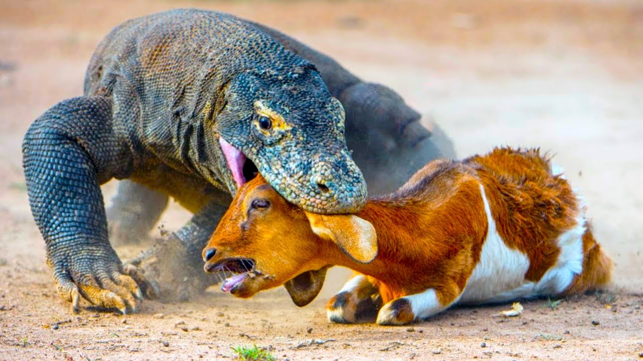 Komodo Dragon Feeding