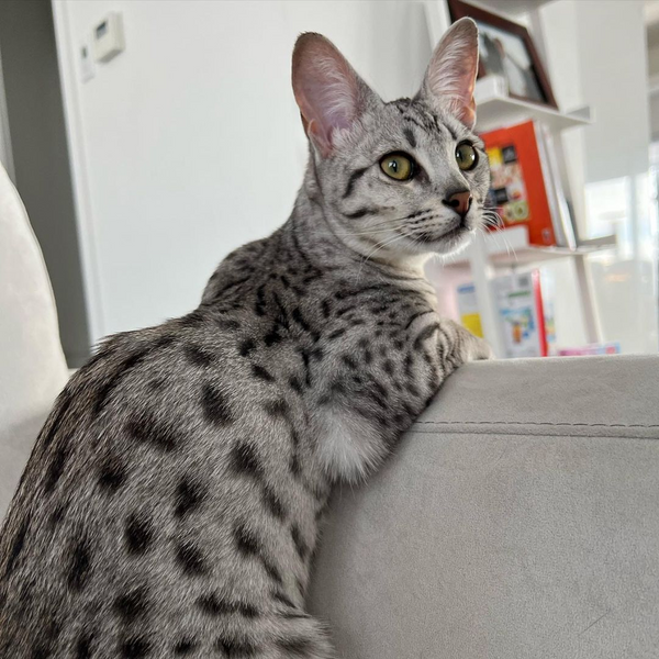 Healthy Food for Savannah Cats