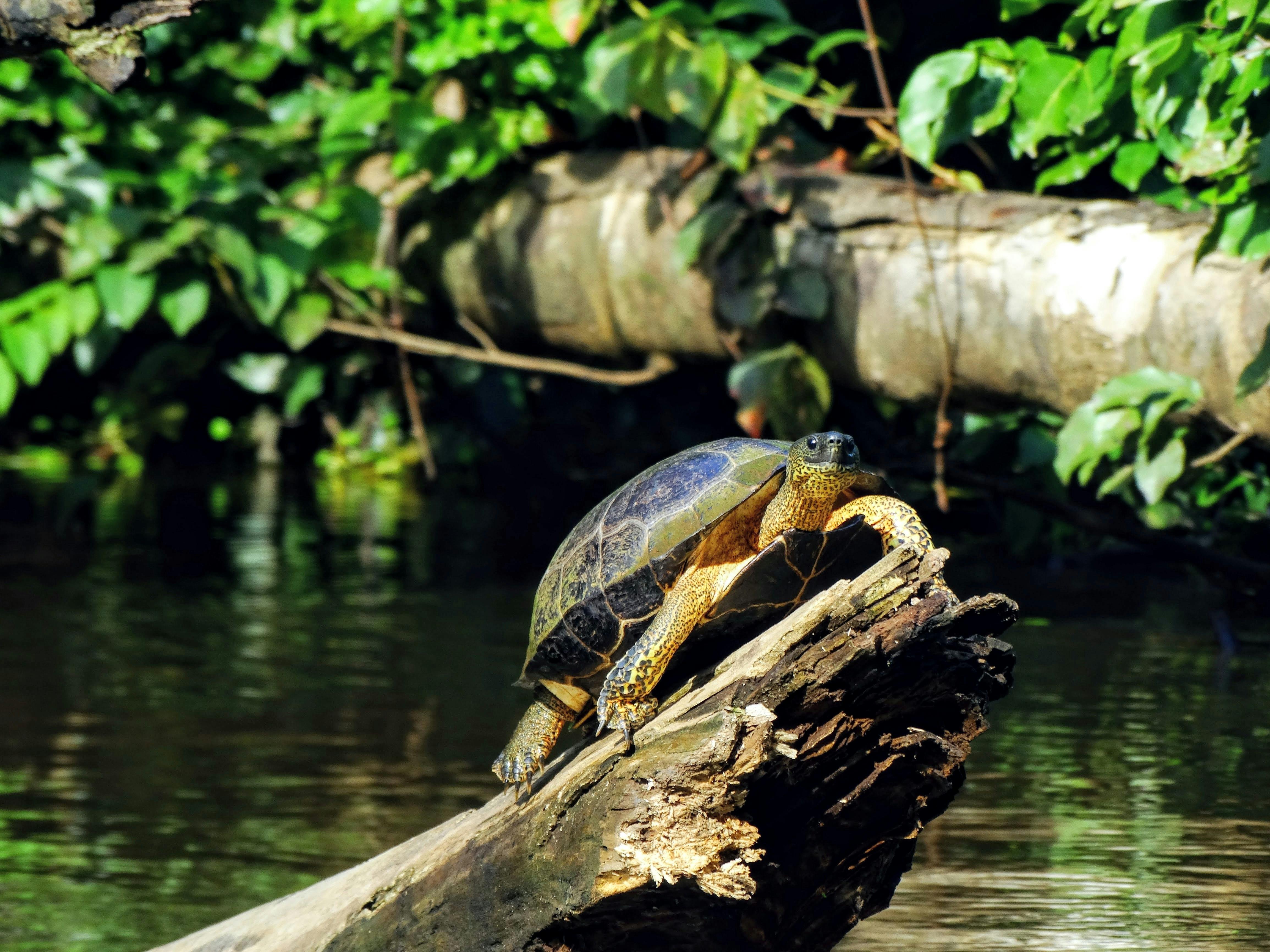 Mazuri Tortoise Diet