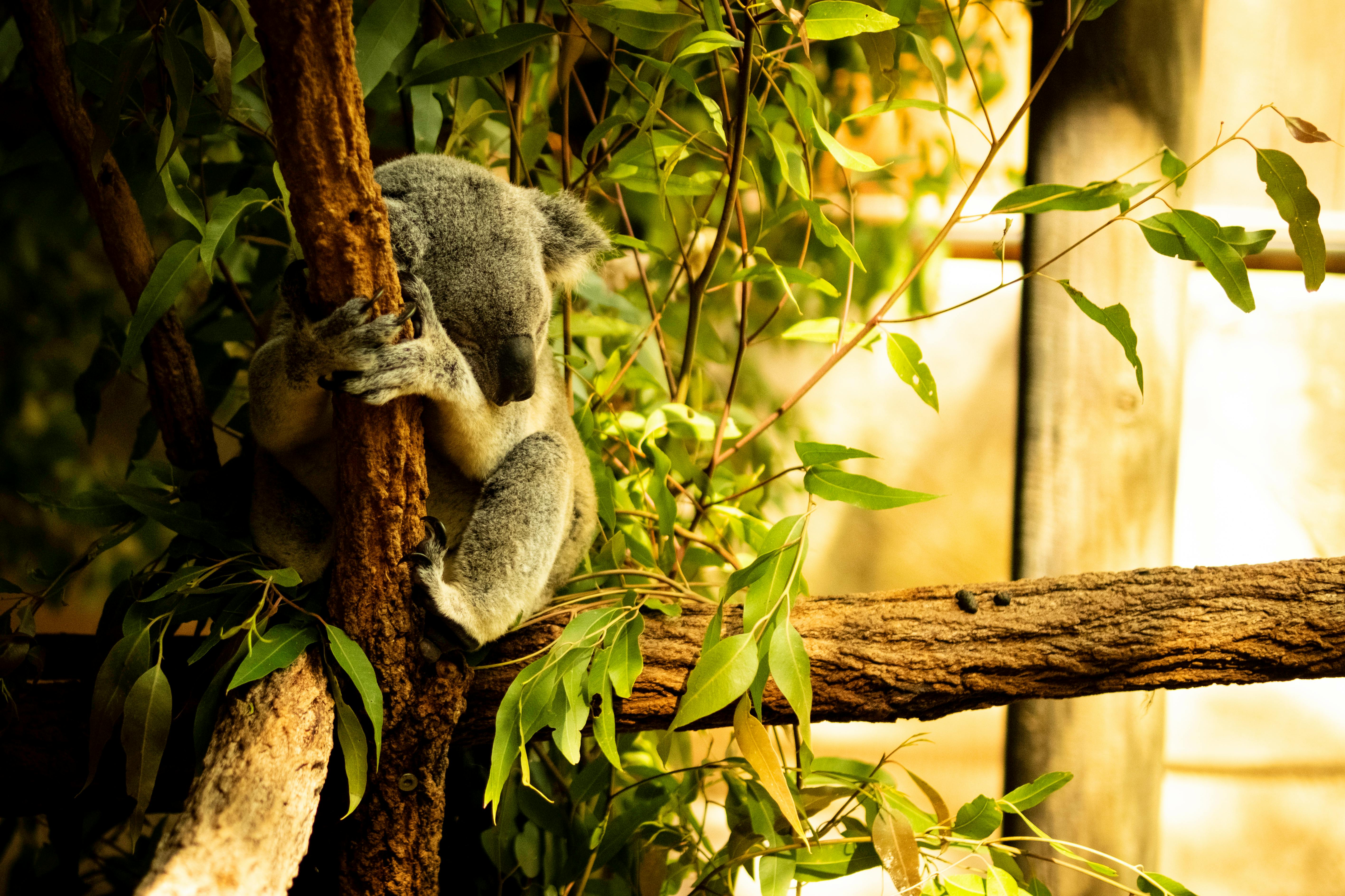 Koala Eating Eucalyptus Leaves