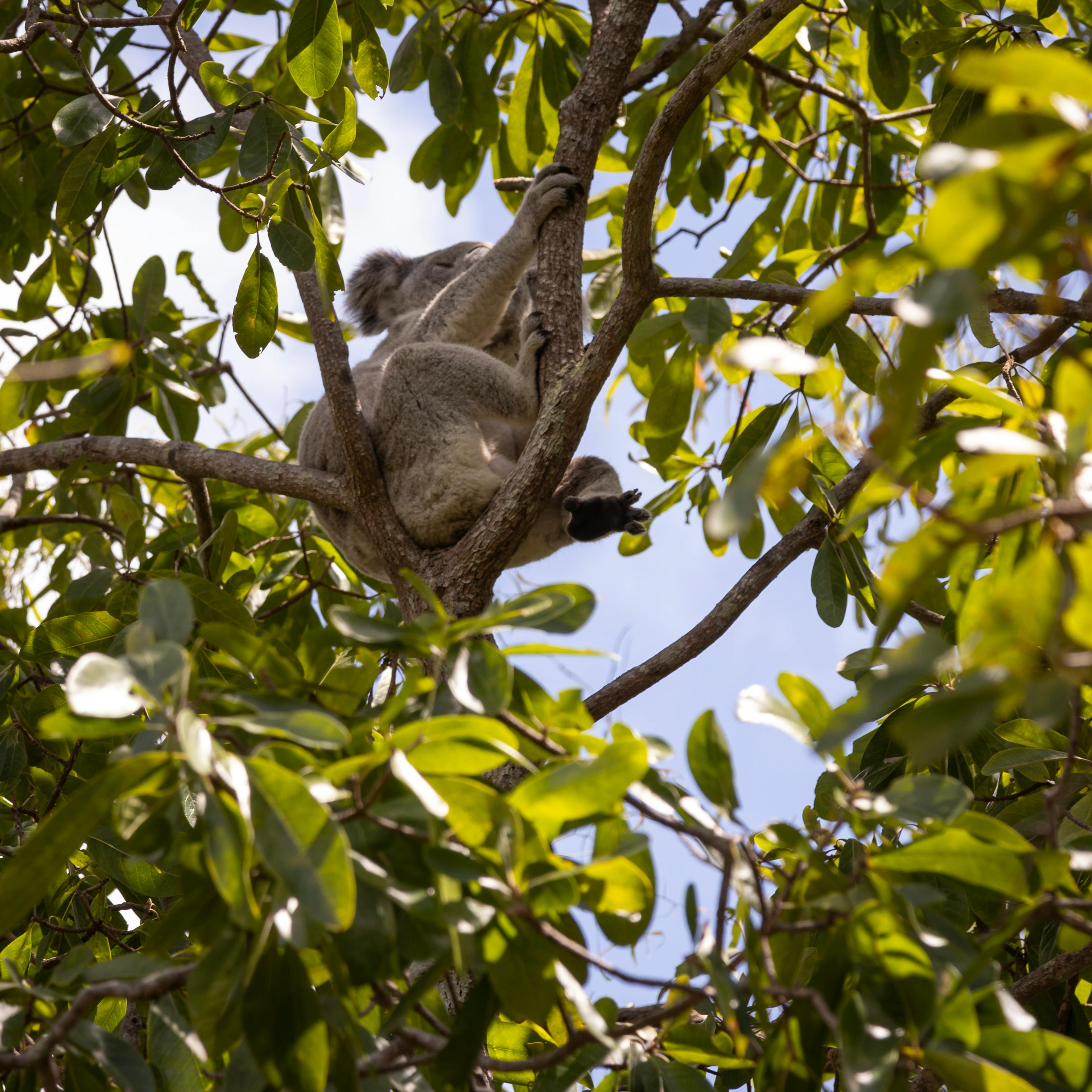 Healthy Koala Feeding on Eucalyptus