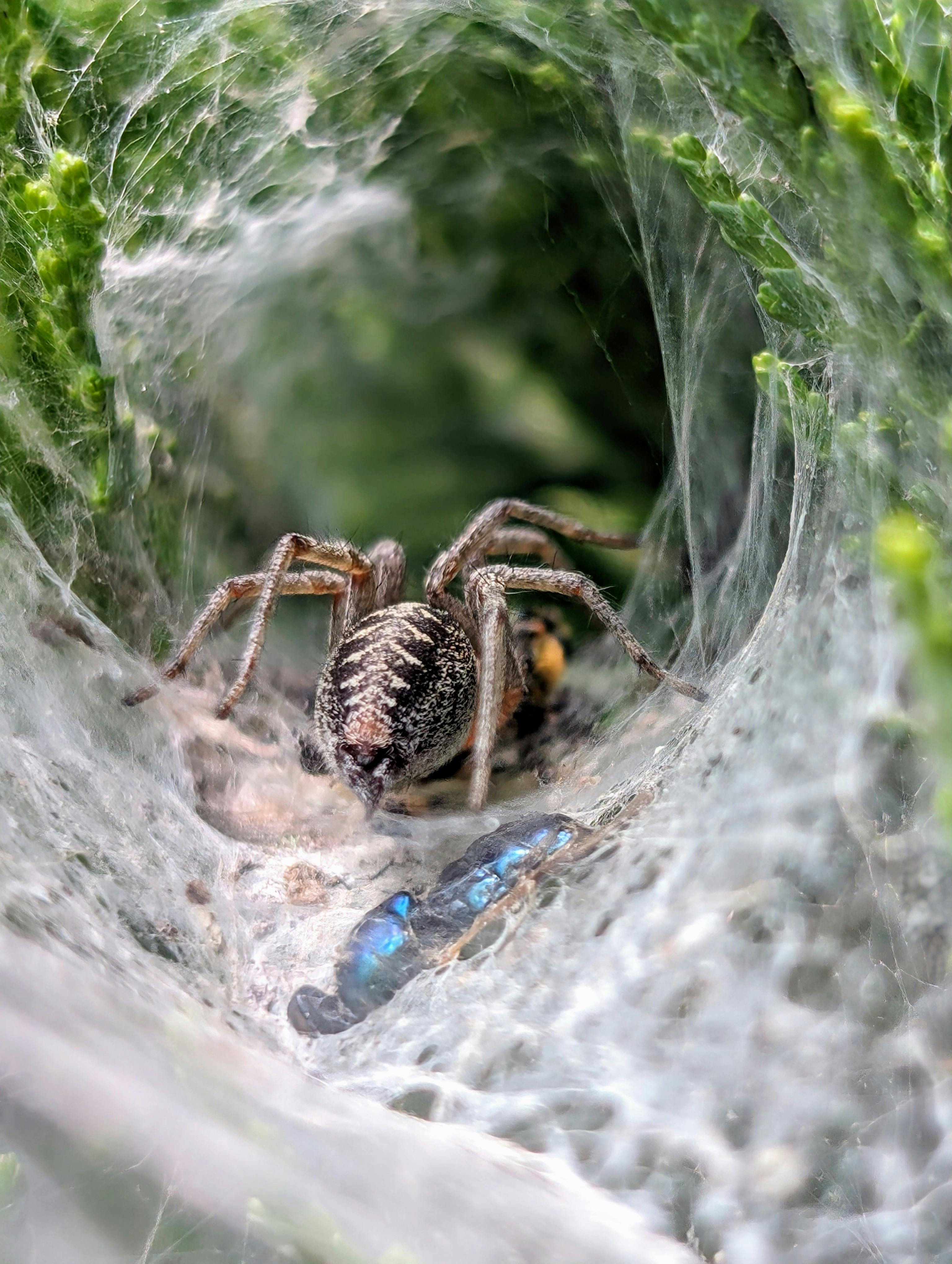 Goliath Birdeater Care