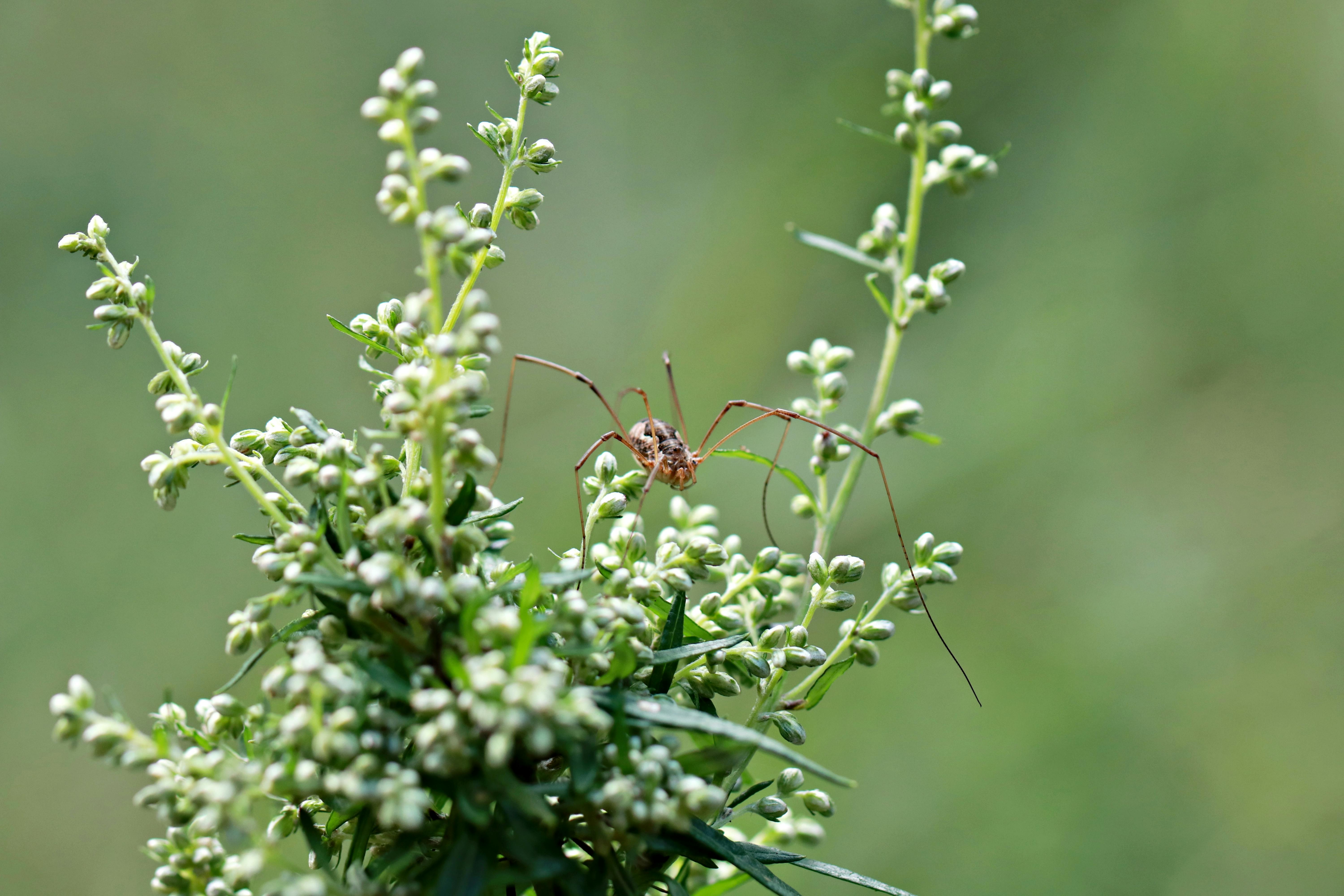 Daddy Long Legs Diet